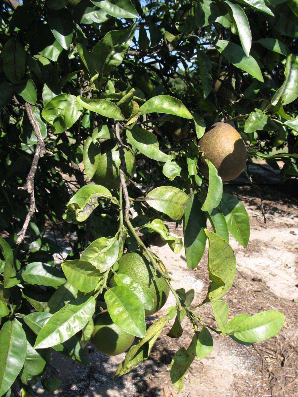              Sun leaves (Winter Haven, FL)       